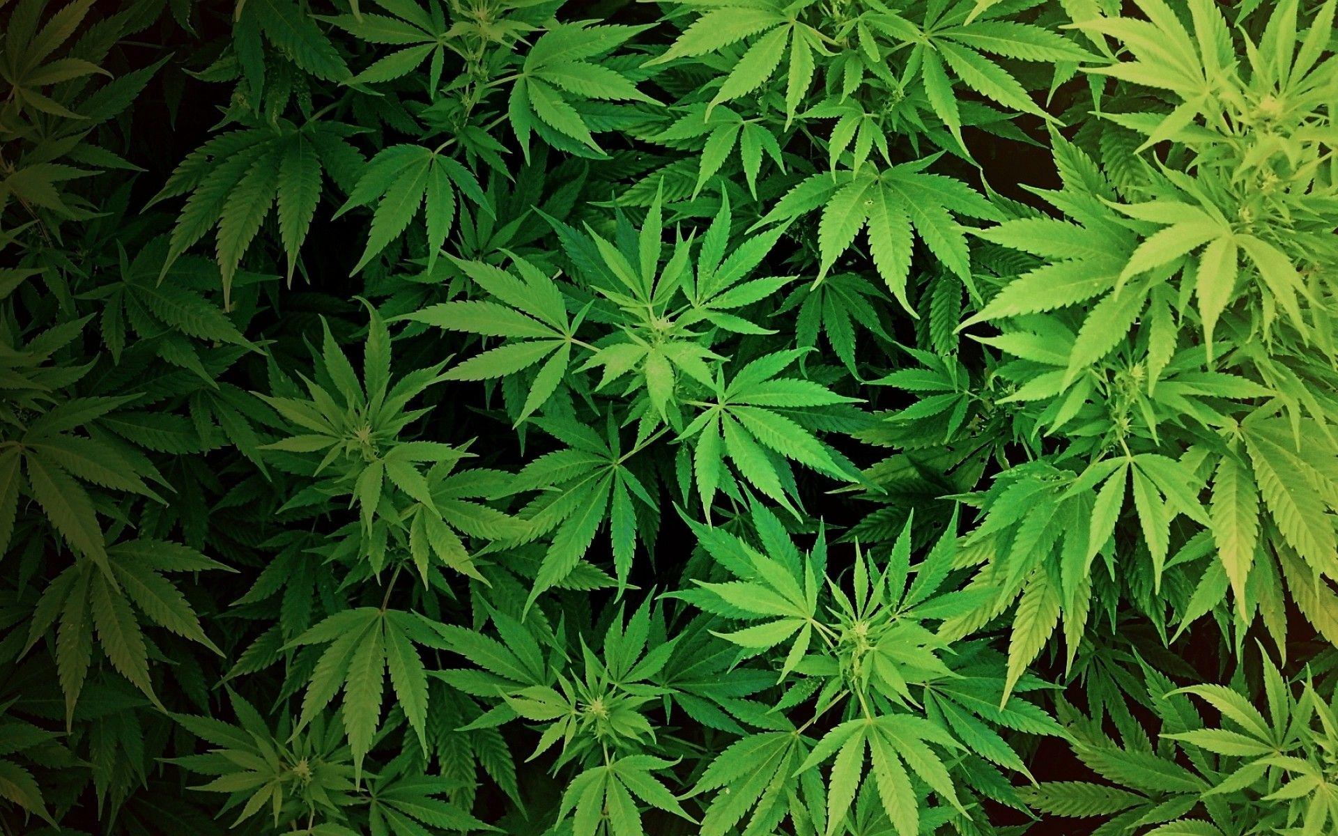 The Mail Order Marijuana from the couch