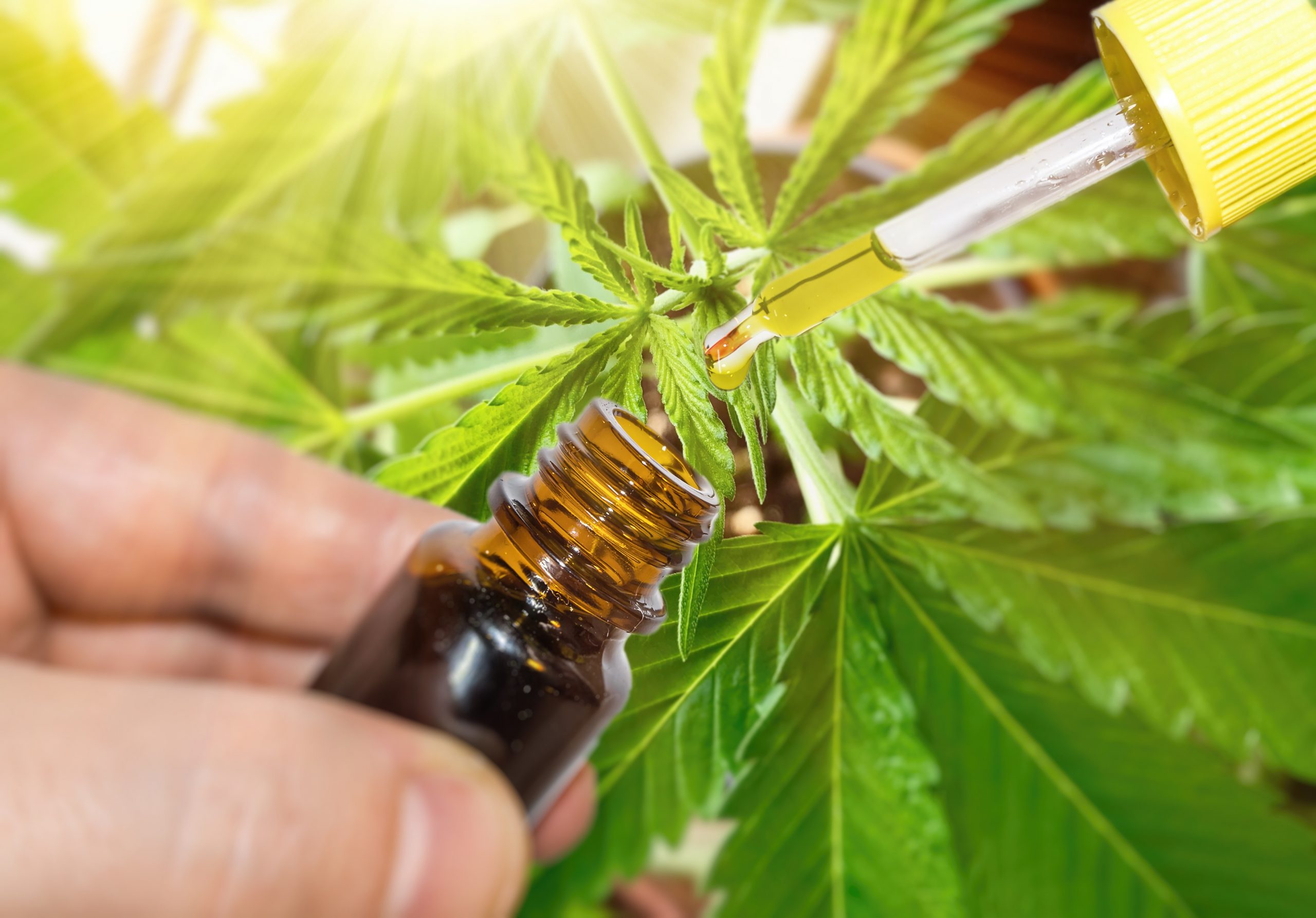 What’s CBD Oil and just how CBD Functions?