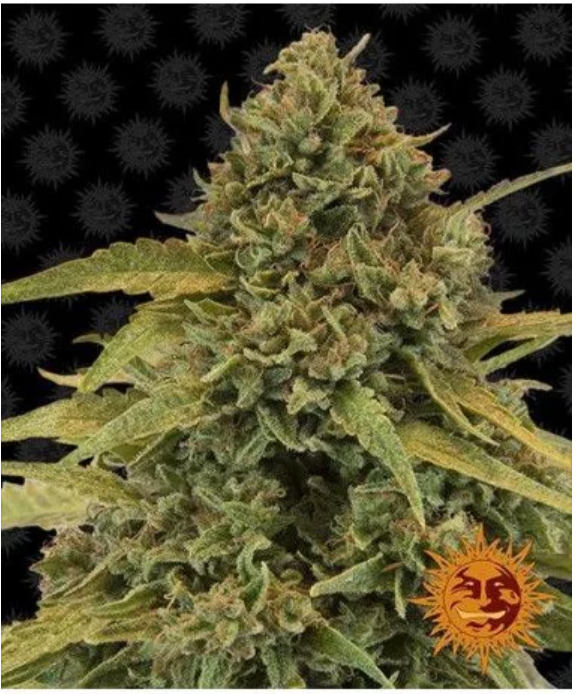 The Vast Features Provided In The CannabisProduction By Royal Queen Seeds For Decades!