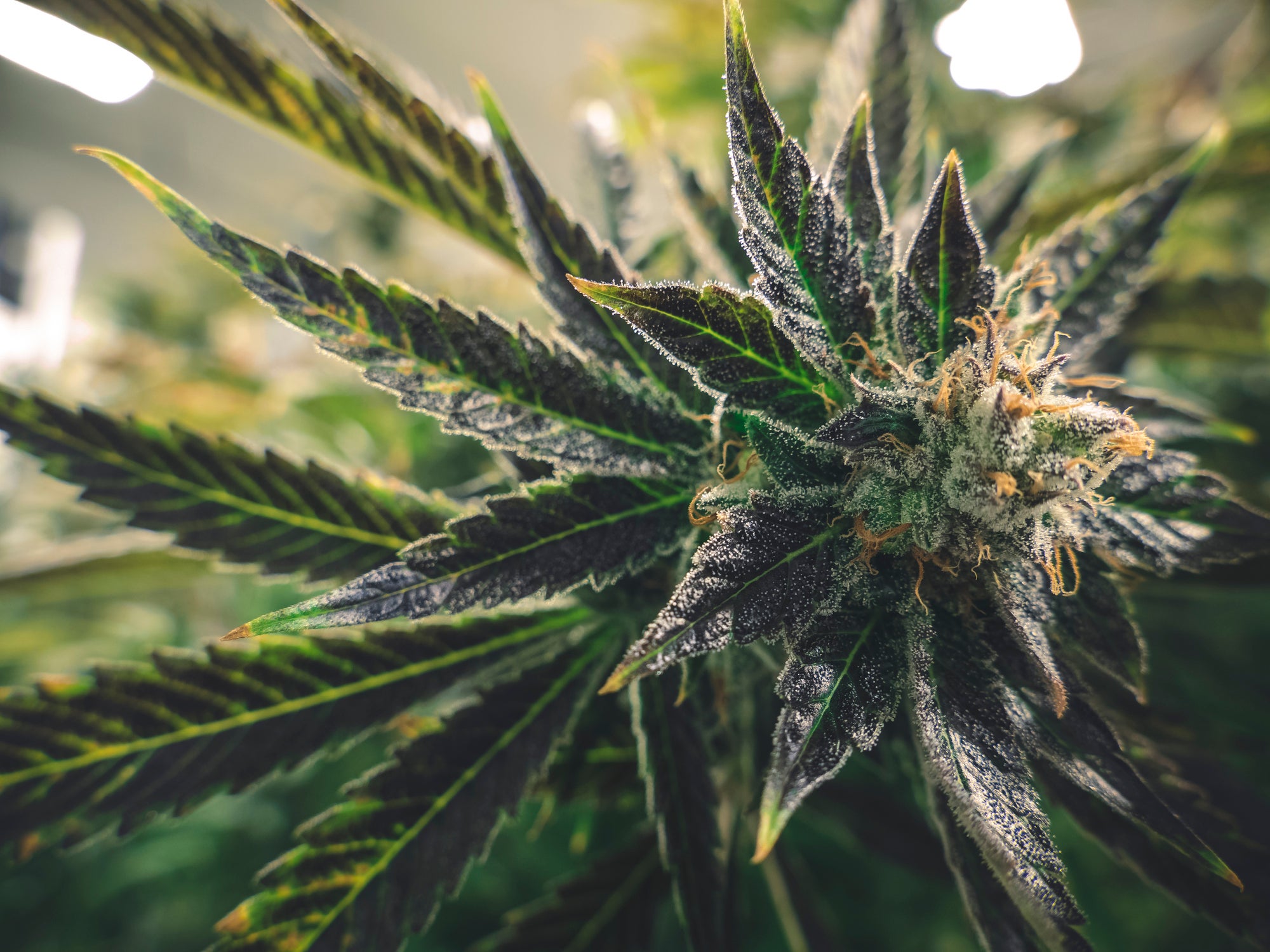Get the information you need to buy cheap weed Canada from a secure site.