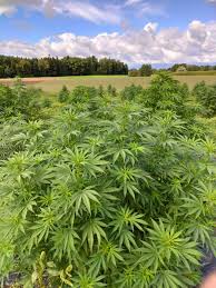 CBD Livraison: The Healing   Power of Cannabidiol