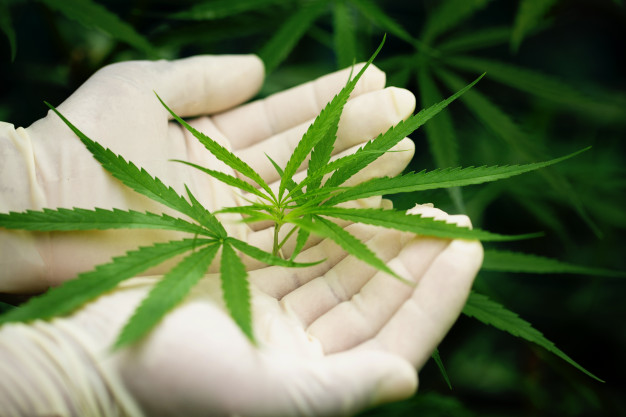 This is the best place to buy ( CBD Online ) and enjoy it from the comfort of your home