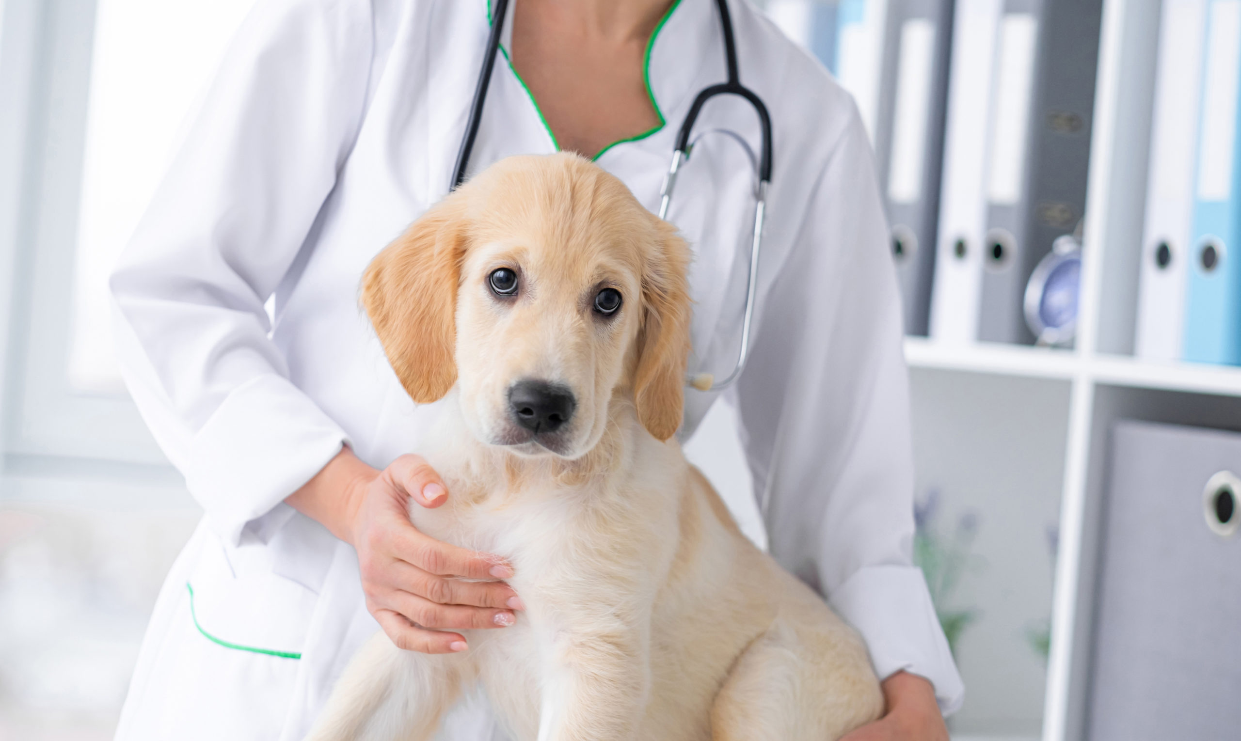 Here’s What You Need To Know About Dog Boarding!