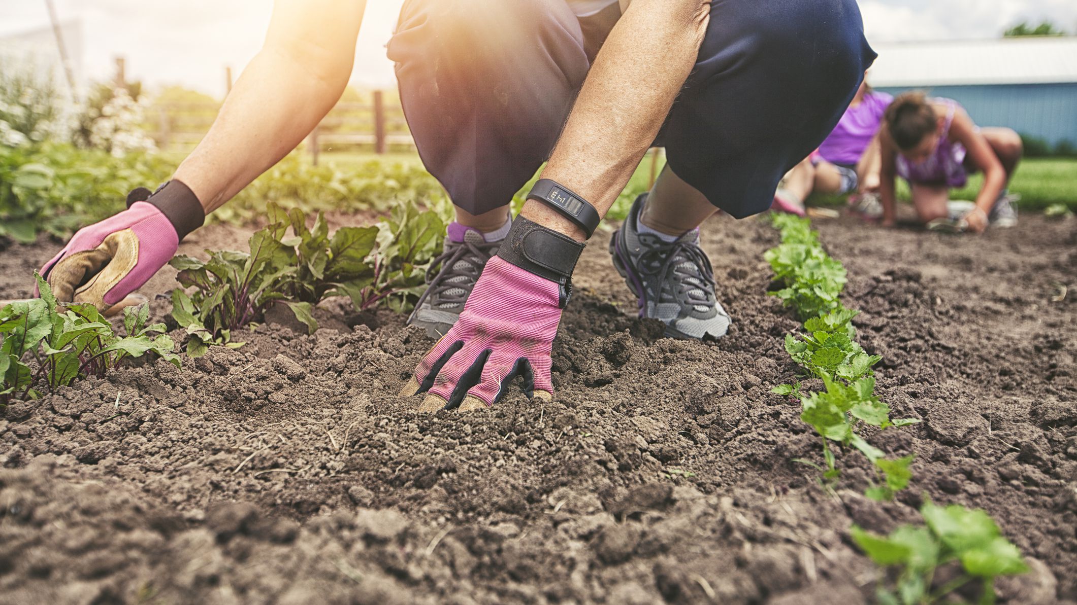 How to Improve Your Vegetable Garden Soil: Tips and Tricks