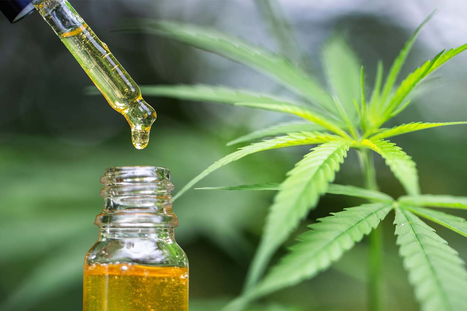 Know the re-enabling properties that organic CBD gives for your dogs.