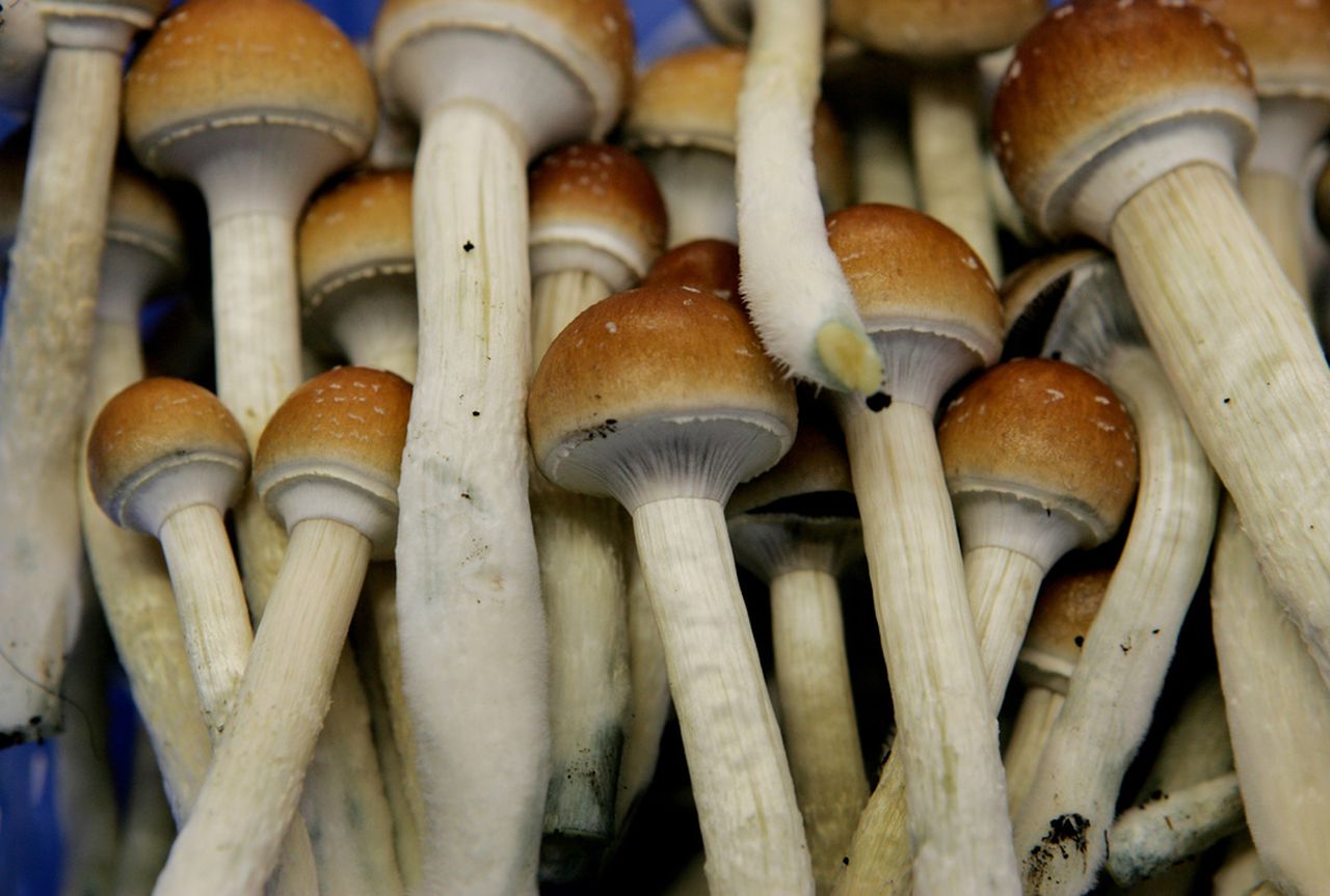What is to be known before taking mushrooms?