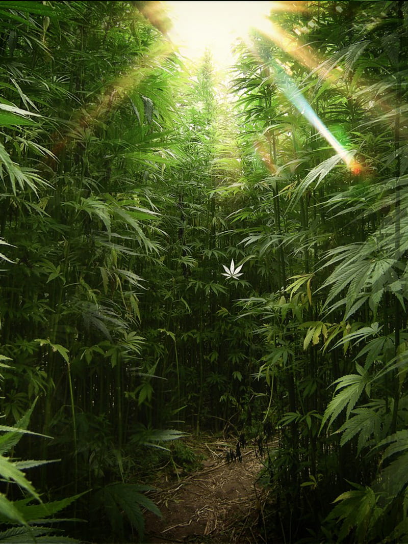 Buy weed from the best reputable site