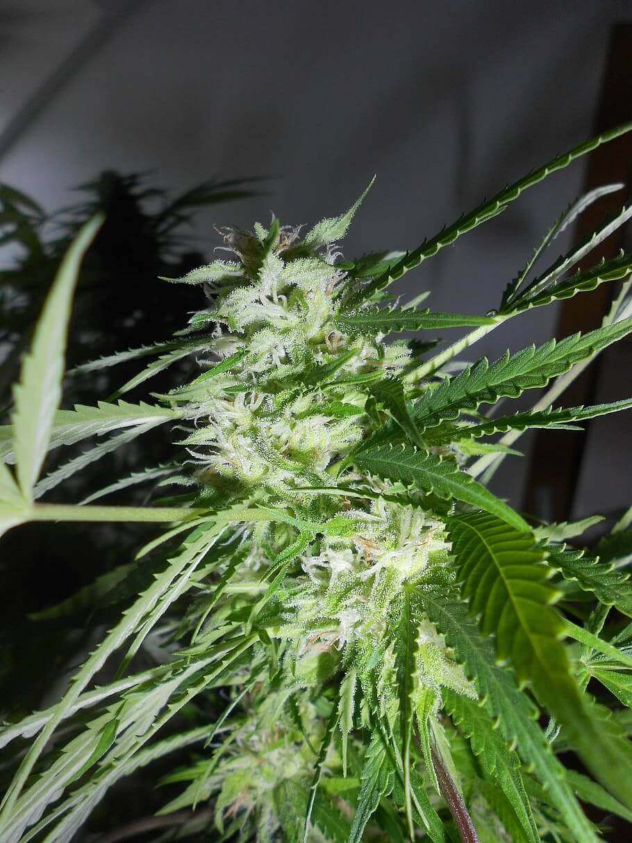 Quickly enter the store of an online dispensary Canada!