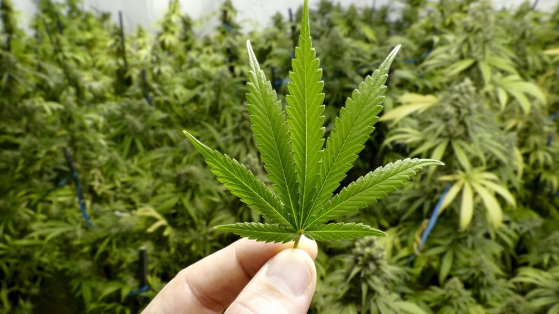 Best retail store for buy marijuana in Ottawa