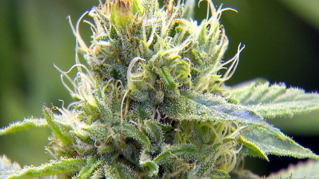Get marijuana gummies with many diverse flavours