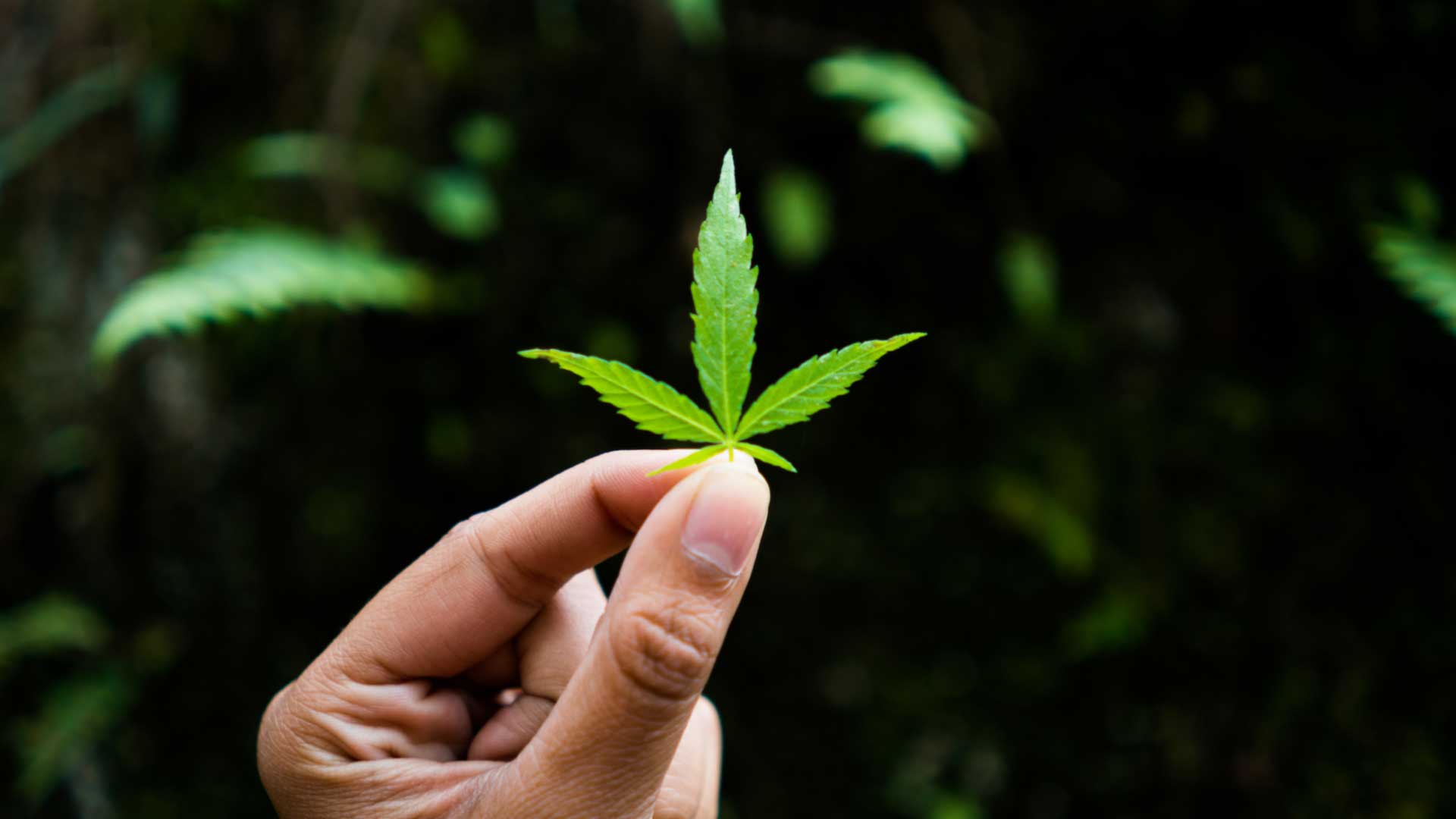 Cannabis: The Many Uses of Pink Gas for Insomnia